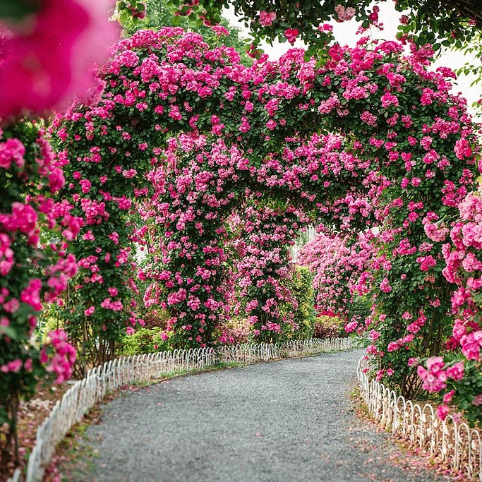 Curving garden path beneath arches covered in bright pink roses