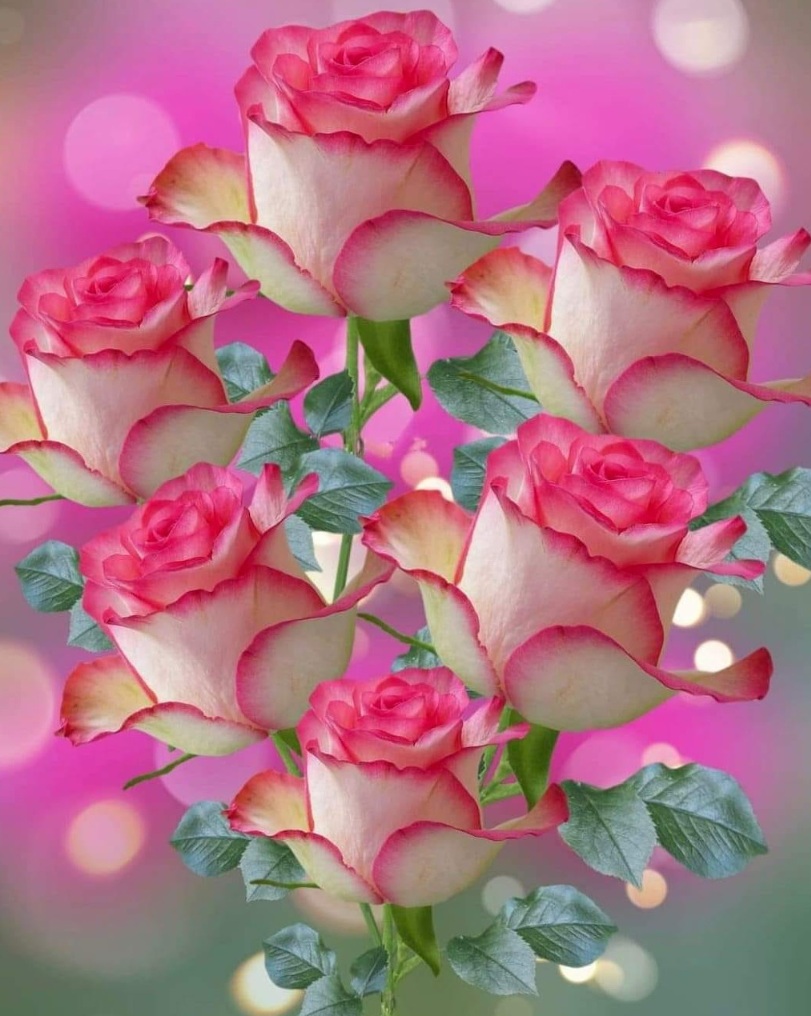 Pink and White Roses