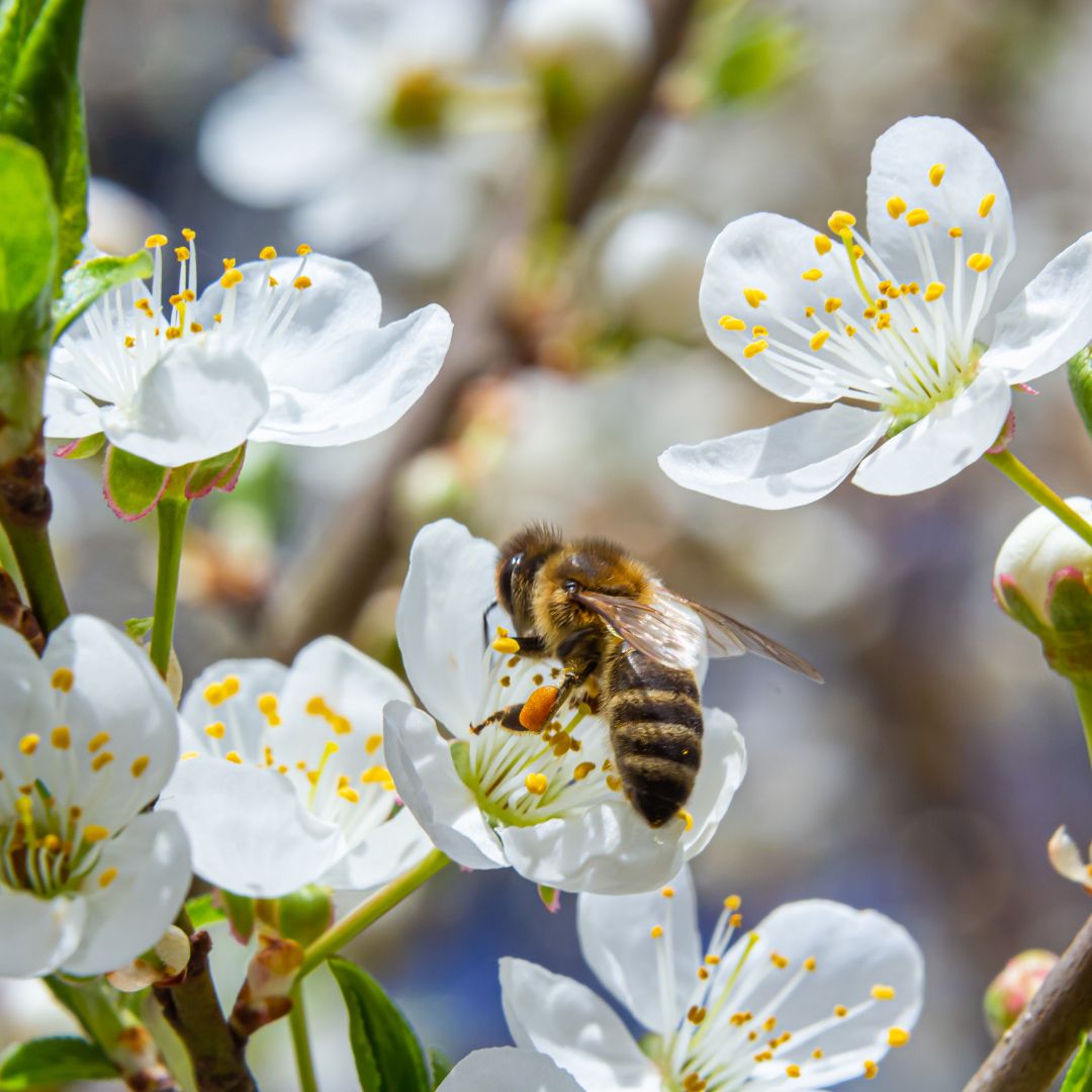 Bee on Cherry Blossoms