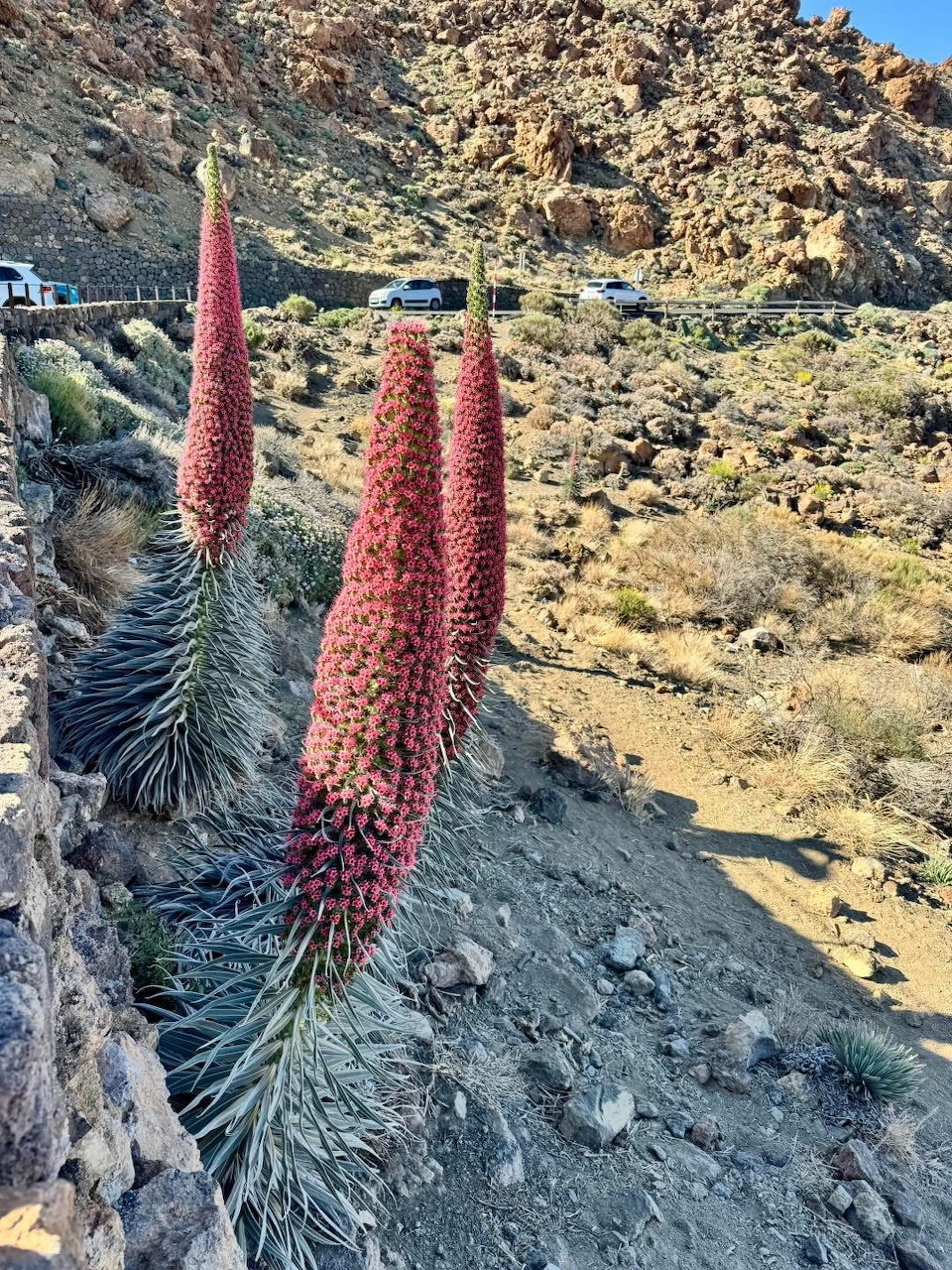 Red tajinaste flowers on rocky volcanic mountainside in Tenerife