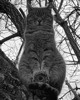 Cat in Tree