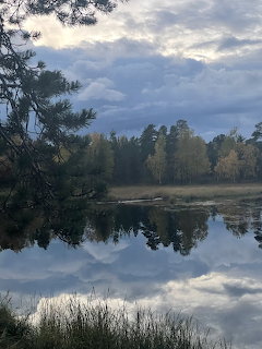 Calm lake reflecting cloudy sky and autumn forest with pine trees in the foreground