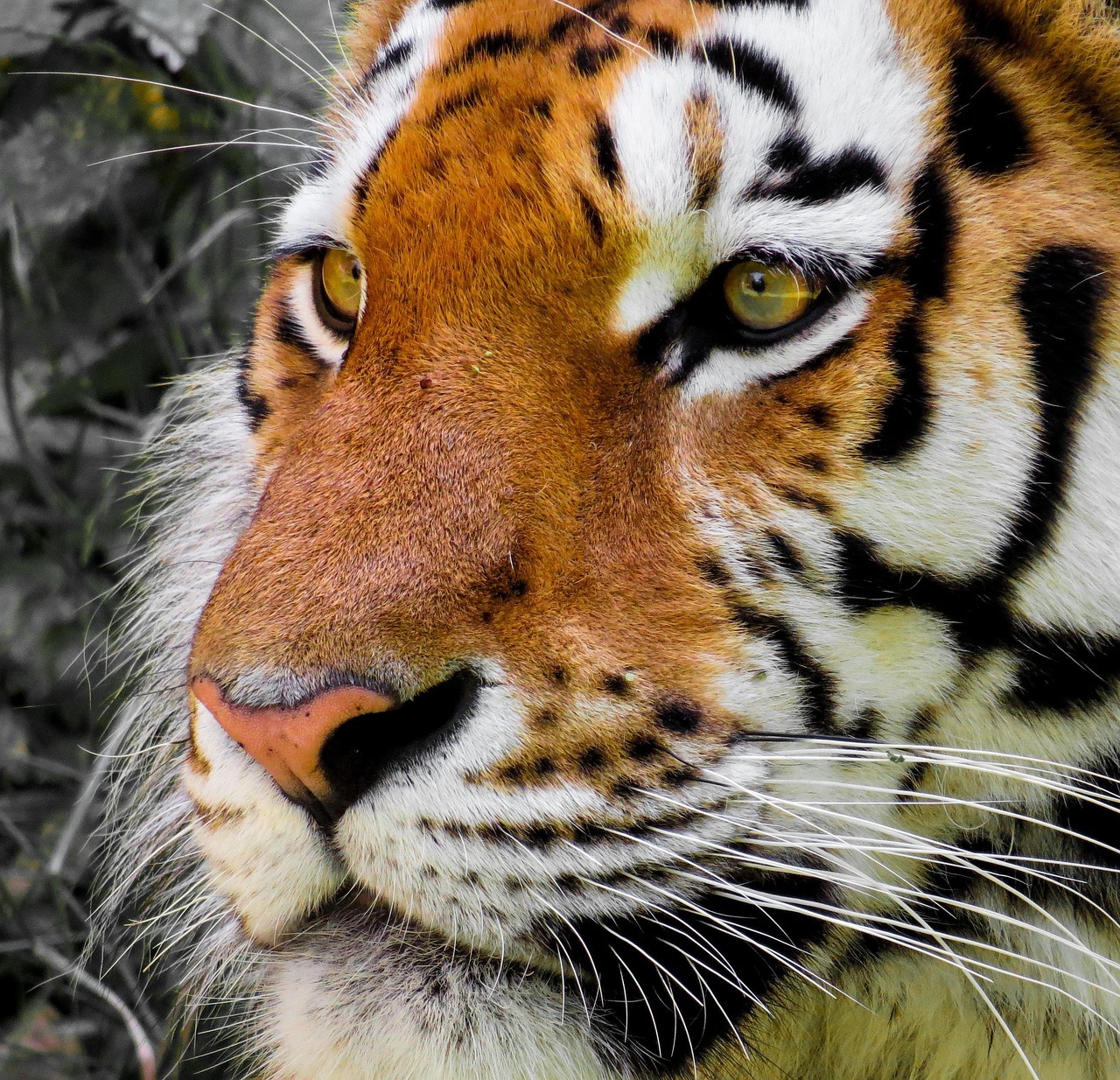 Close-up of a tiger's face with orange fur, black stripes, white whiskers, and piercing yellow-green eyes
