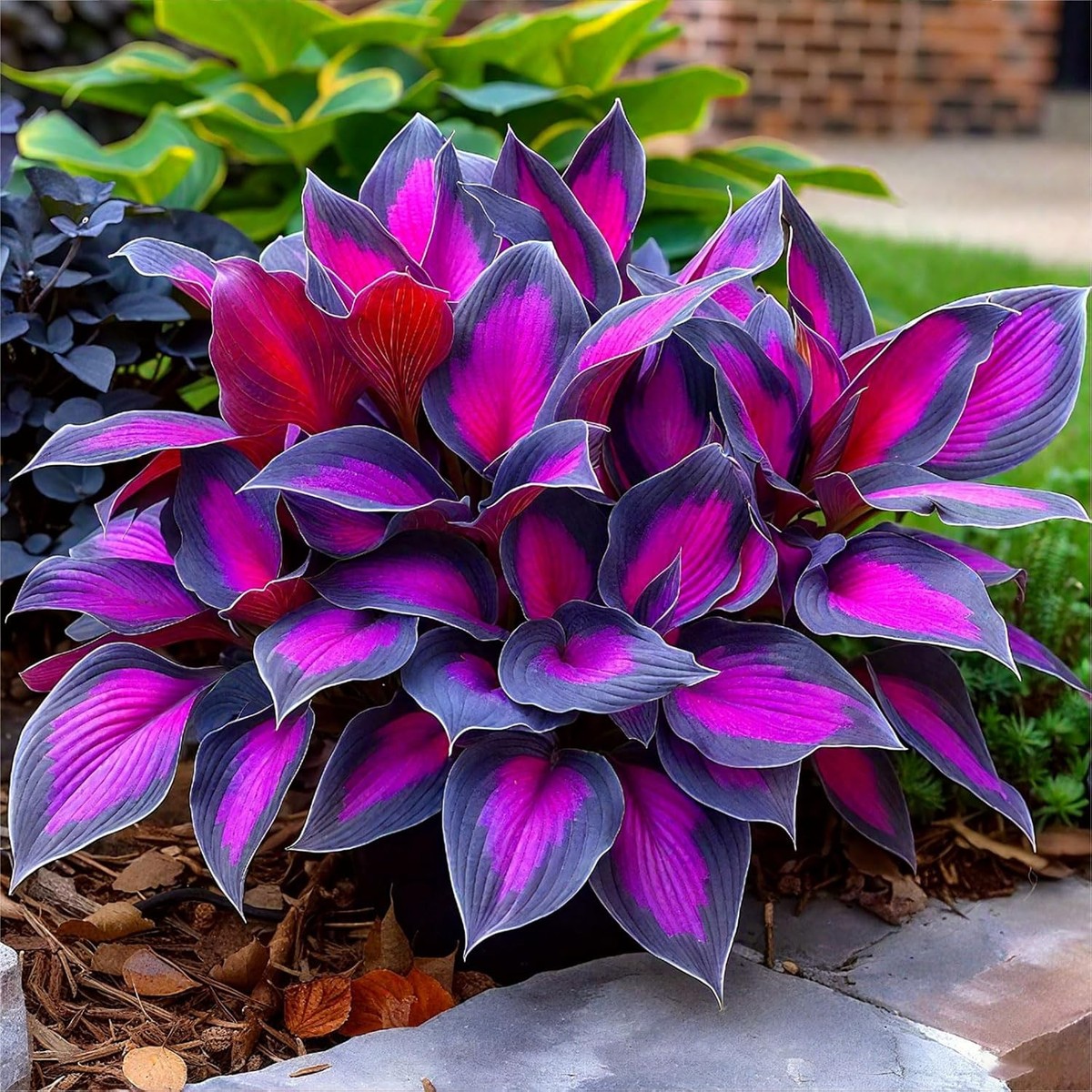 Vibrant purple and green variegated hosta plant with bold foliage and white leaf edges in garden