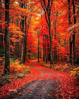 Winding forest path covered in red autumn leaves beneath trees with vibrant orange and red fall foliage