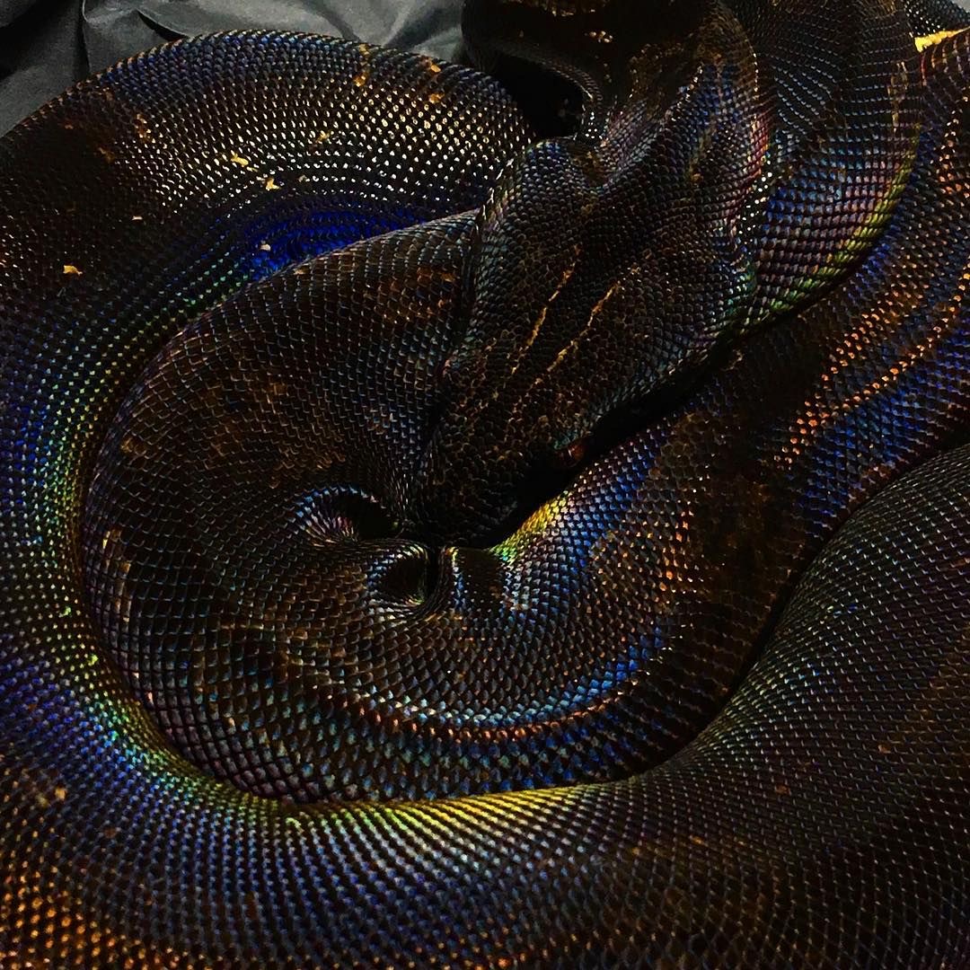 Close-up of a coiled black python snake with iridescent blue scales and detailed skin texture