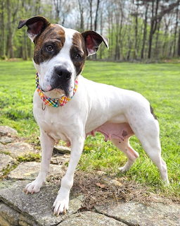 White Brown Dog Portrait