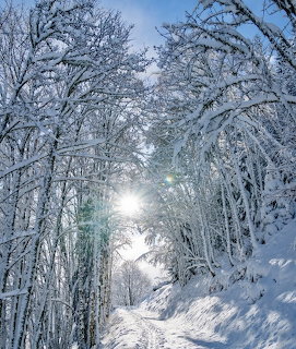 Sunlit path through snow-laden trees forming a winter forest tunnel