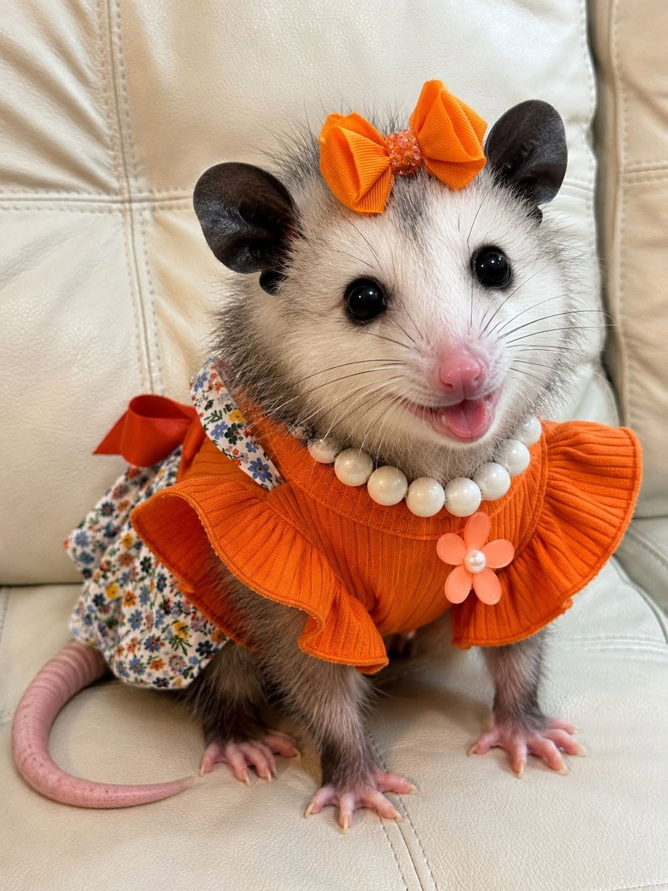 Dressed Opossum with Orange Bow