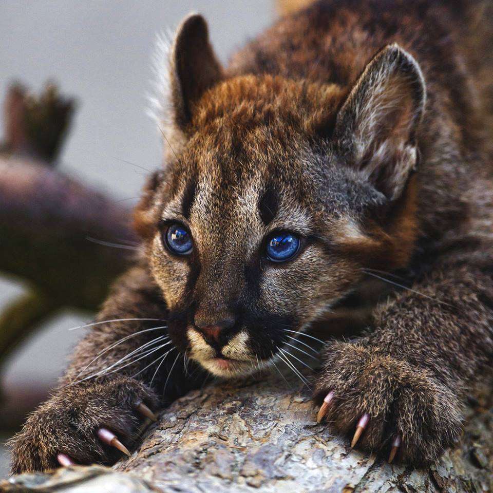 Close-up of a young brown mammal with bright blue eyes and claws on a rock