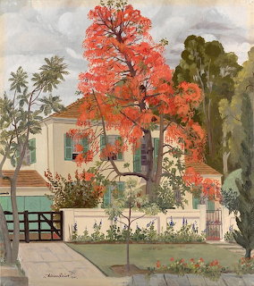 The Illawarra Flame Tree