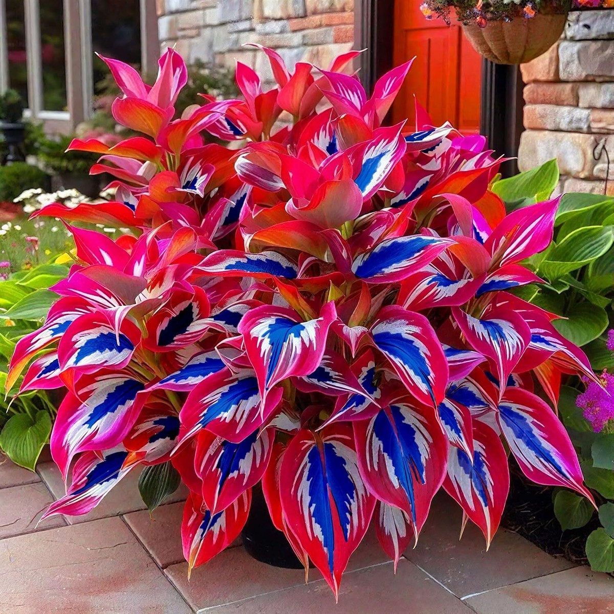 Potted colorful hosta with pink, blue, and white variegated leaves near a brick house entrance