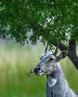 Nilgai antelope eating leaves from a green tree in a misty natural habitat