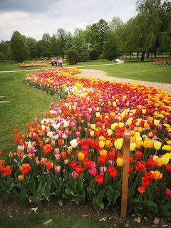 Curved bed of colorful tulips in a park with green lawns and trees in the background