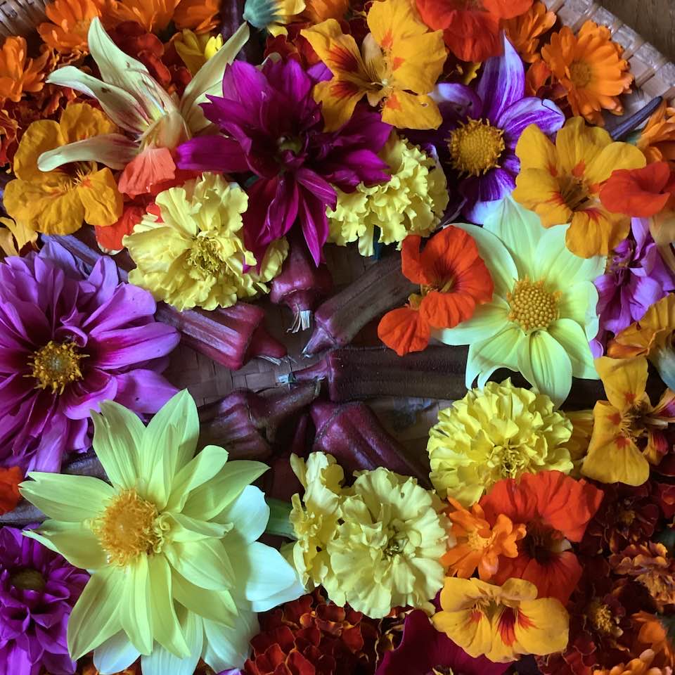 Colorful Dahlia Flower Mix