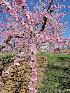 Cherry blossom tree covered in pink flowers with branches extending over a grassy path on a sunny day