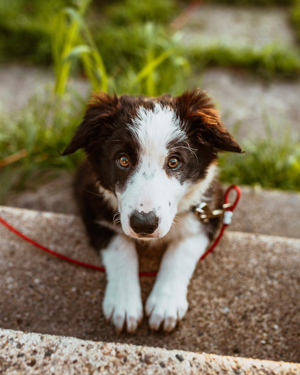 Brown and white border collie puppy on stone steps looking at camera