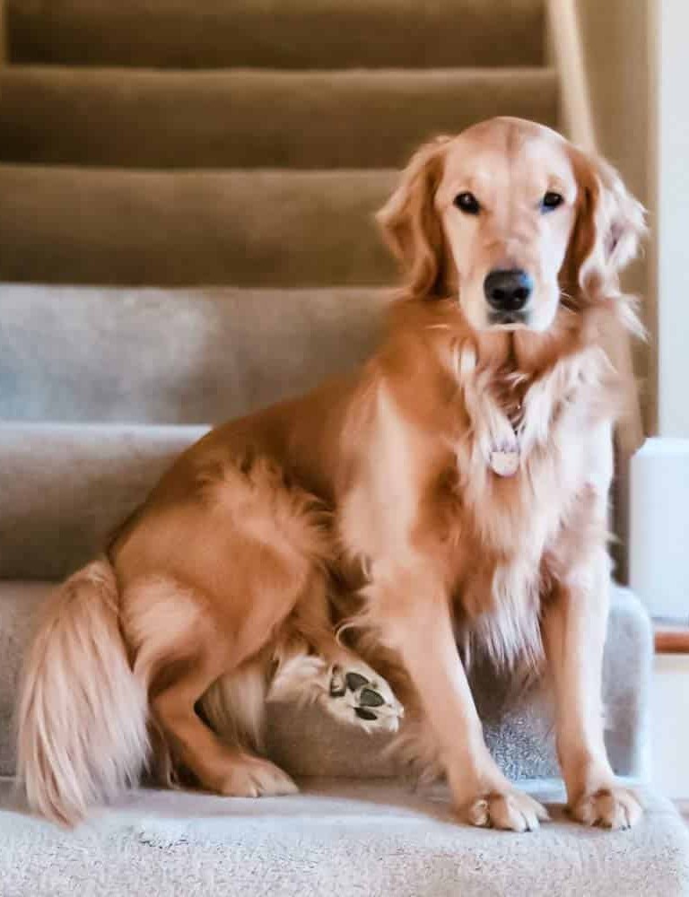 Golden retriever dog sitting on carpeted stairs with collar tag