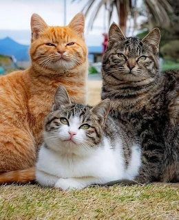 Three cats sitting together outdoors - an orange tabby, a white and gray tabby, and a brown taby