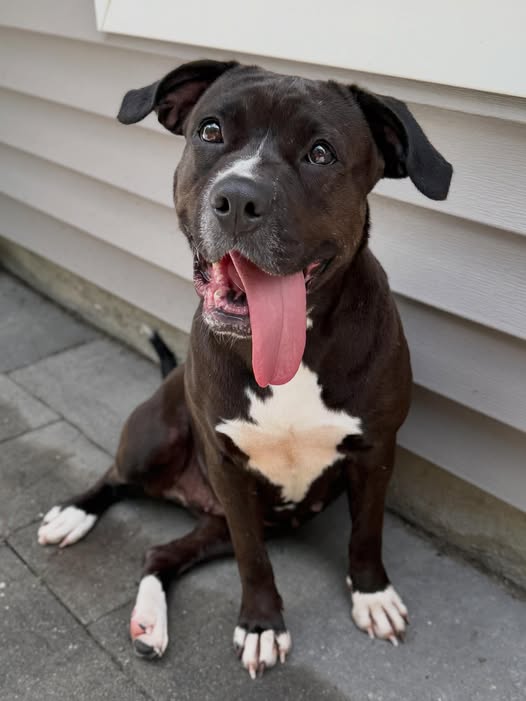 Happy Pit Bull Dog