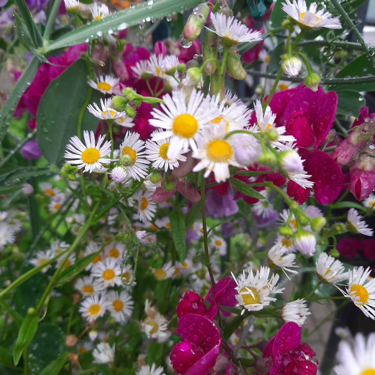 Daisies and Snapdragons After Rain