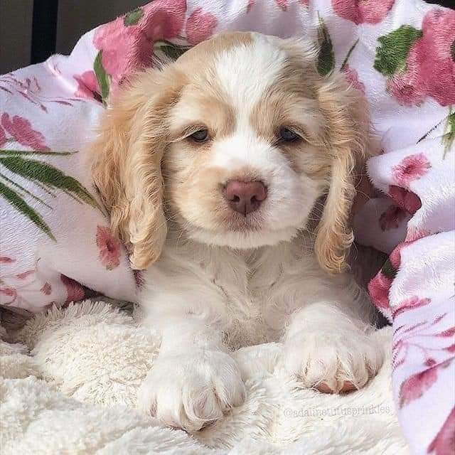 Golden and white cocker spaniel puppy lying on cream blanket with pink floral pillow behind