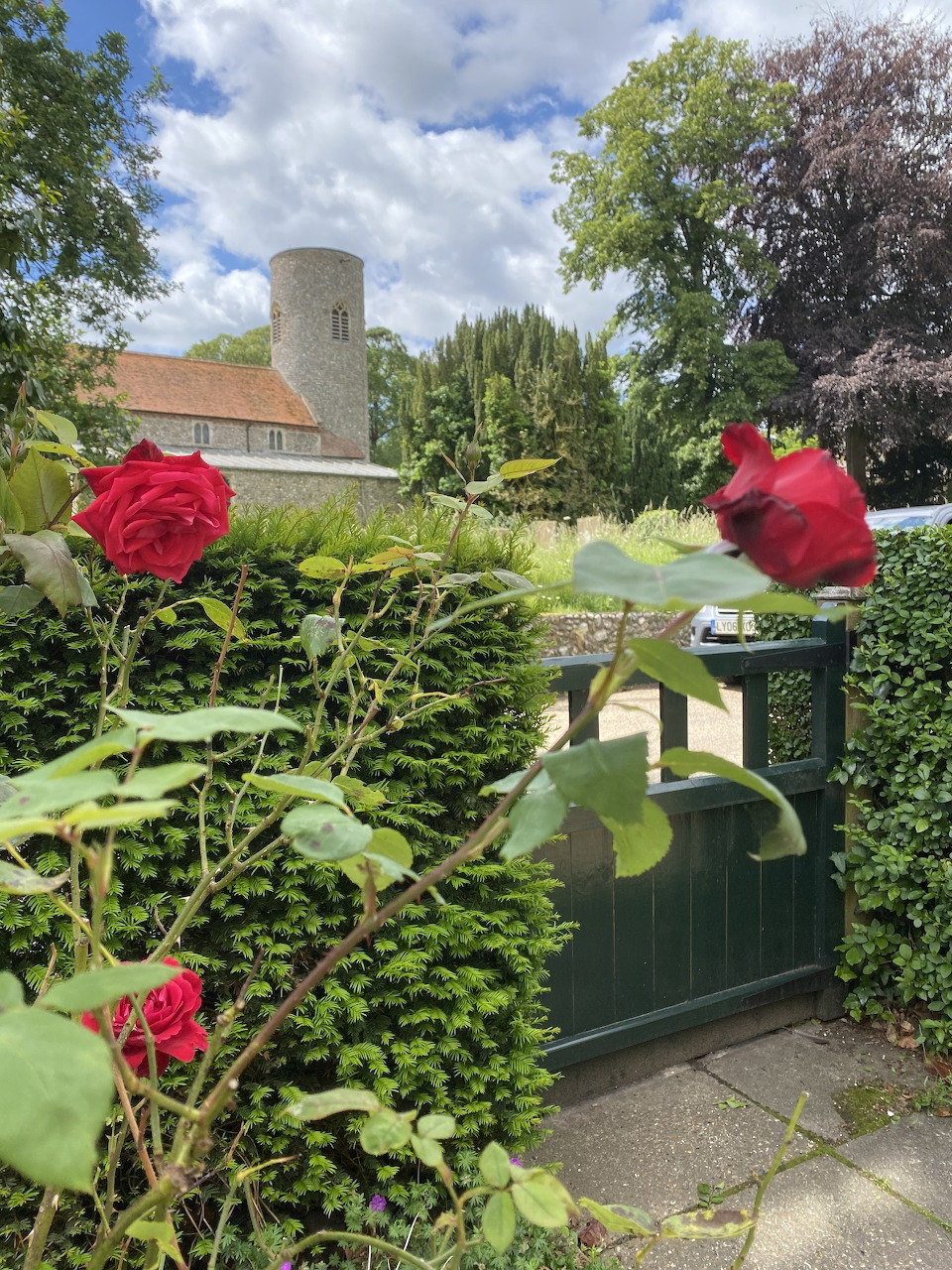 Cottage Garden Red Roses