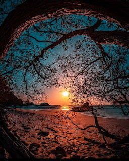 Sunset viewed through curved tree branch over beach