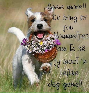 Happy Terrier Dog