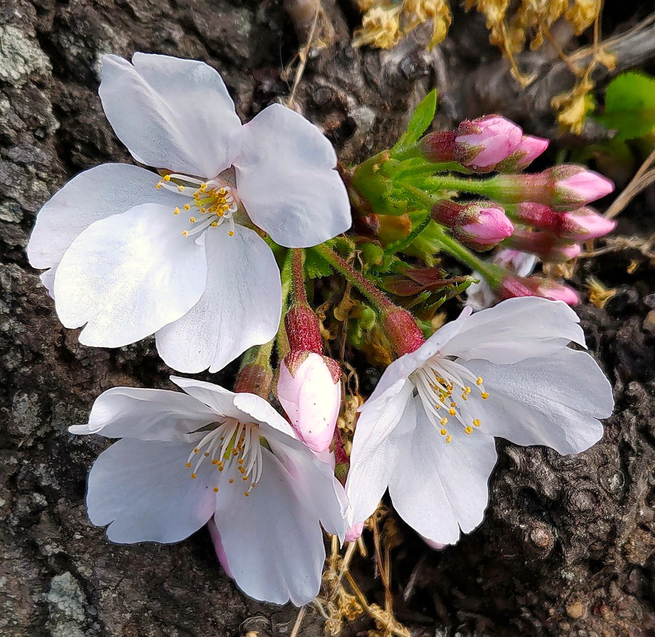Close-up of white cherry blossom flowers with pink buds growing from dark tree bark