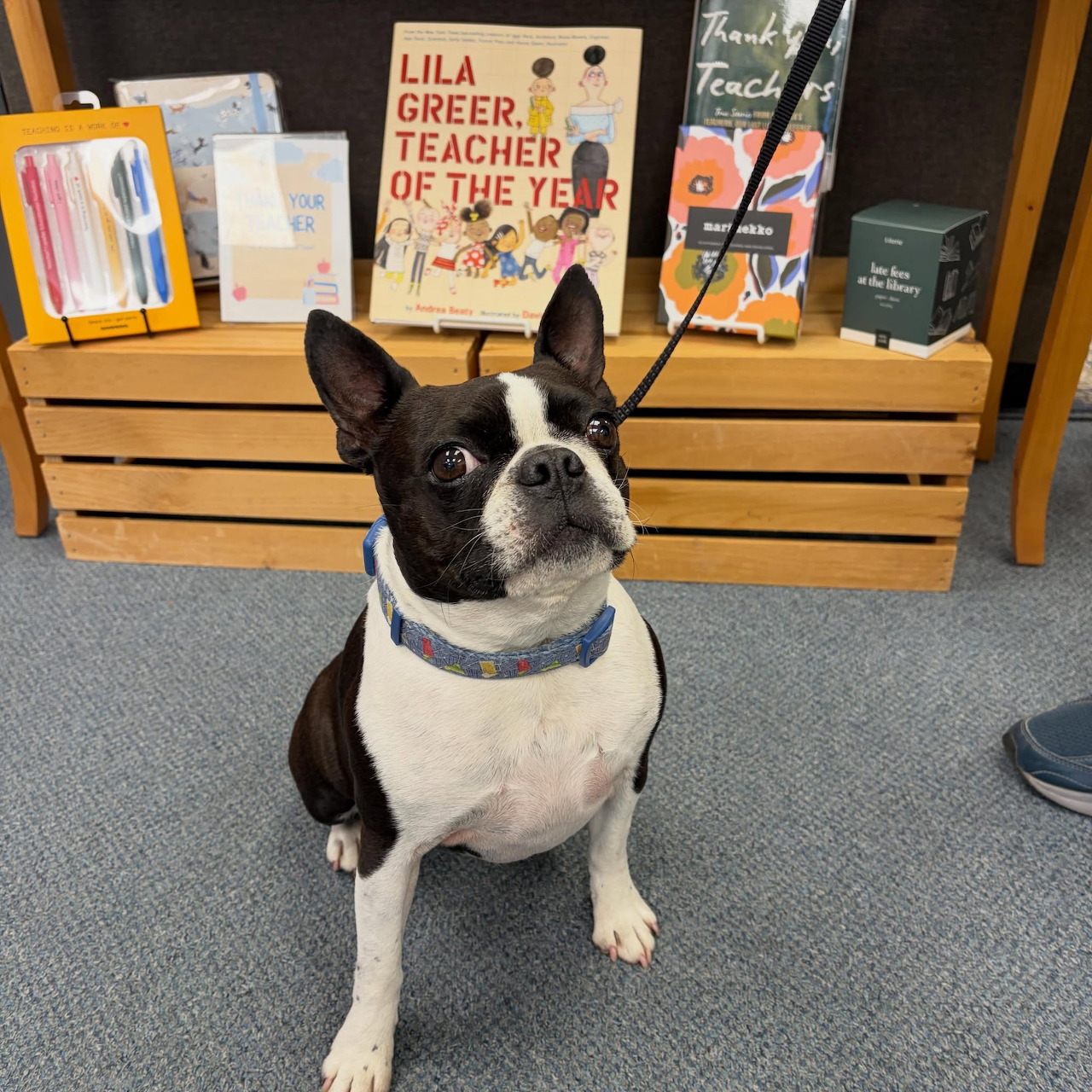 Black and white Boston Terrier sitting on a carpet indoors in front of wooden shelves