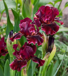 Botta Bing Iris Flowers