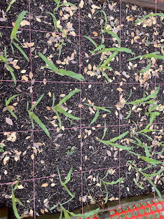 Rows of young corn seedlings with green leaves sprouting from dark soil with dried plant matter