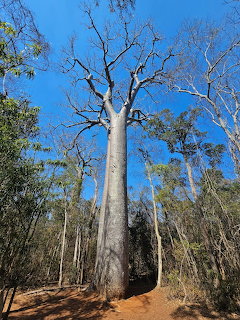 Large baobab tree with thick grey trunk and bare branches against blue sky in dry forest