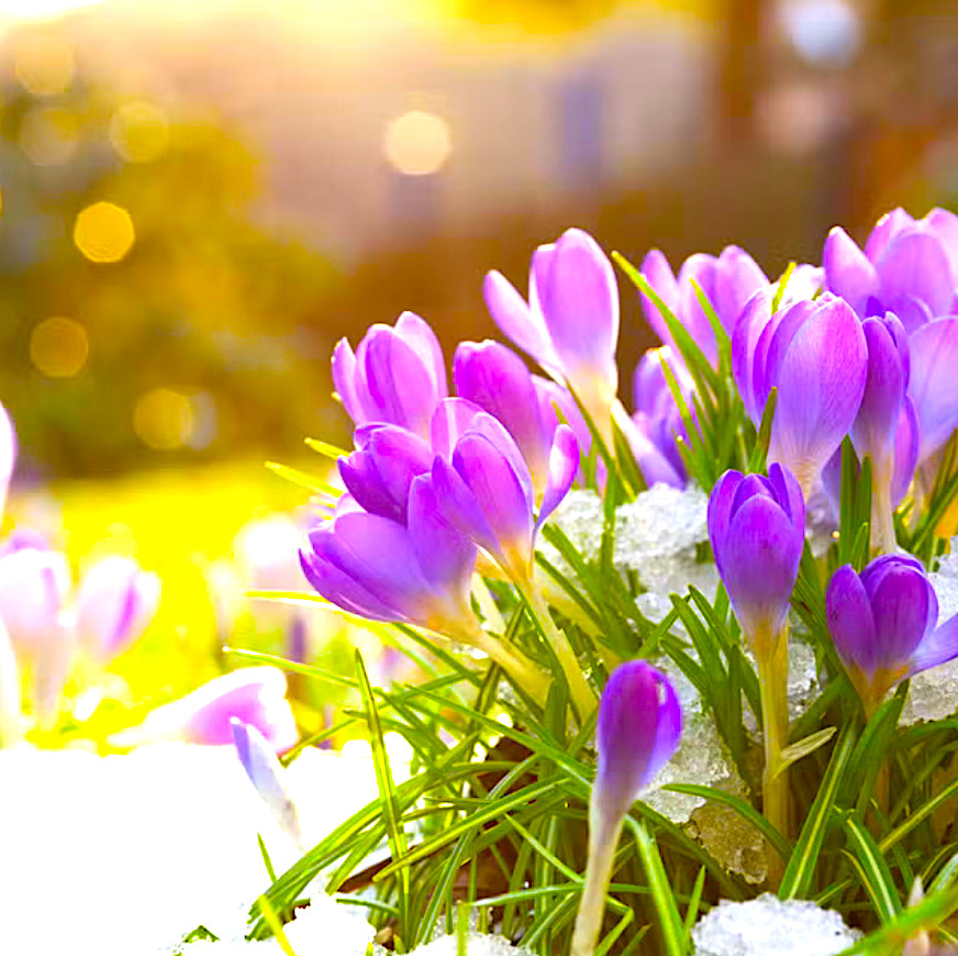 Purple crocus flowers emerging from snow with sunlight and bokeh background