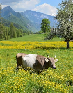 Brown and white cow grazing in a green meadow with yellow flowers and Swiss mountains in the background