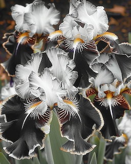 Close-up of black and white bearded iris flowers with ruffled petals and golden orange beards
