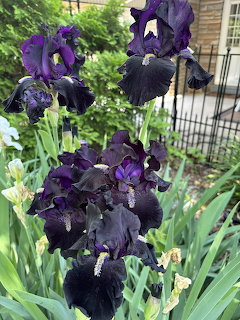 Dark purple and black iris flowers bloming with green leaves in a garden setting