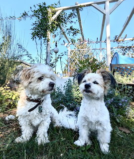 Two small white and tan fluffy dogs sitting side by side on grass in a garden with pergola and plants
