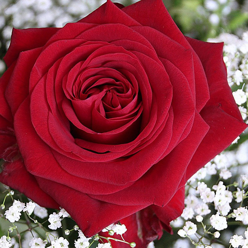 Red Rose Bloom
