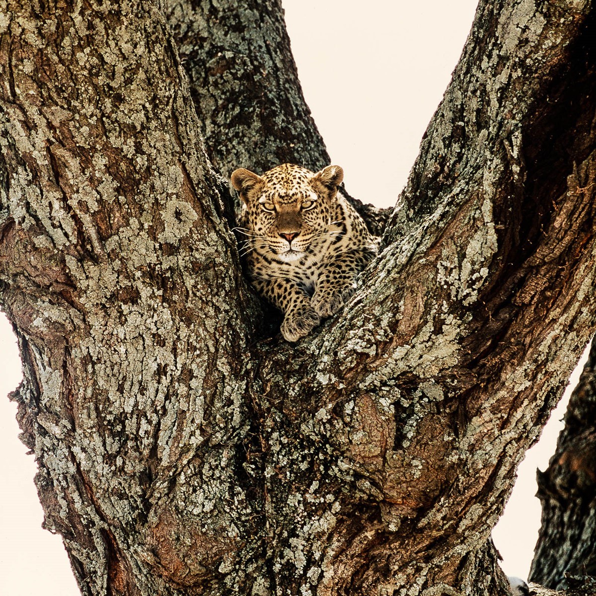 Leopard resting in the fork of a large tree, camouflaged against the bark