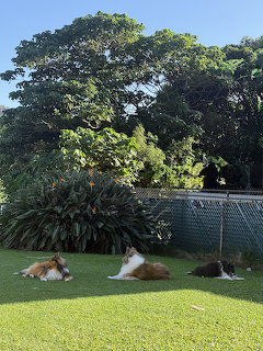 Collies Resting in Garden