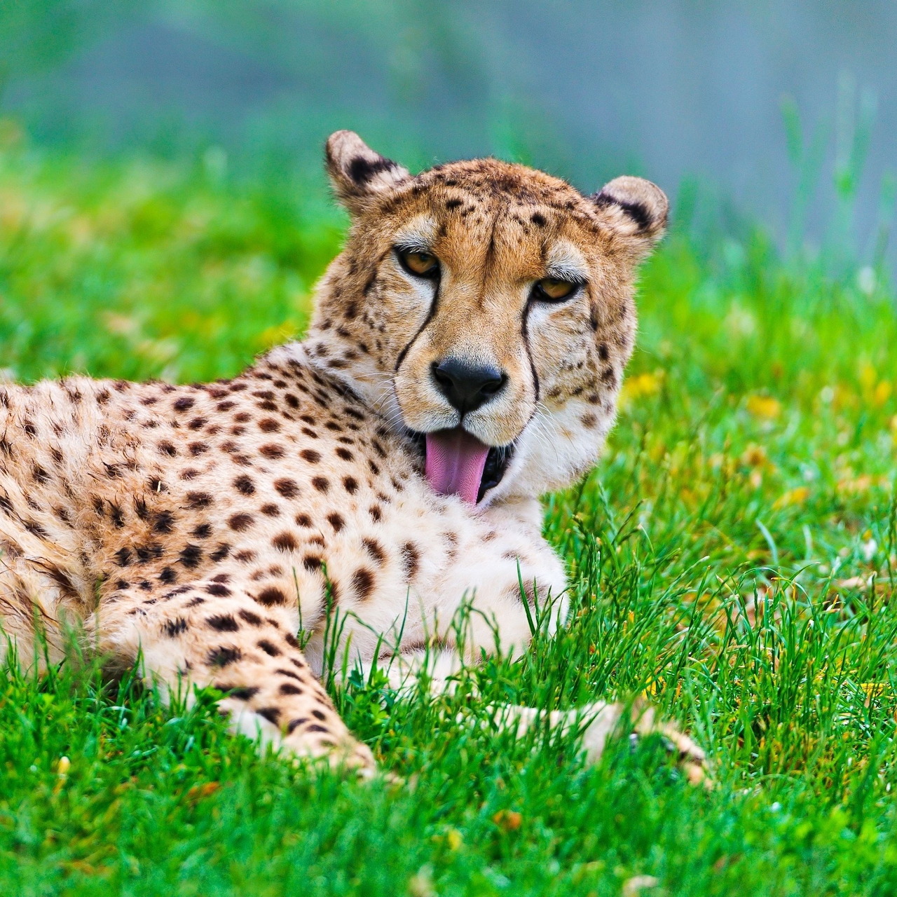 Cheetah with spotted coat resting on green grass with tongue out