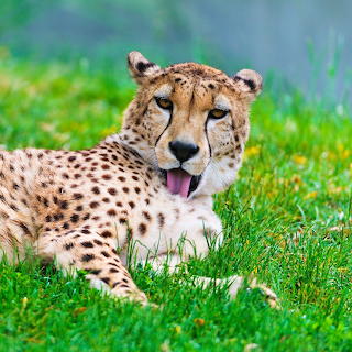 Cheetah Resting on Grass