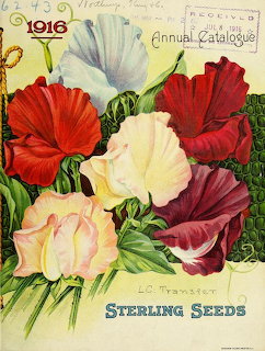 Vintage 1916 Sterling Seeds annual catalogue cover with colorful sweet pea flowers illustration