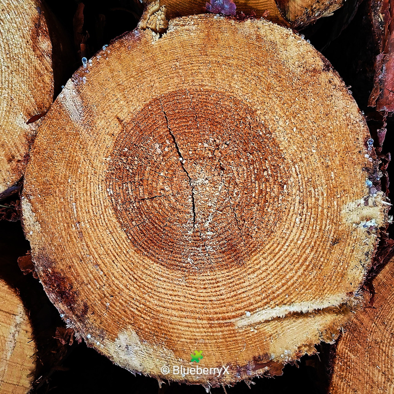Cross-section of tree trunk showing concentric growth rings