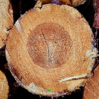 Tree Ring Cross Section