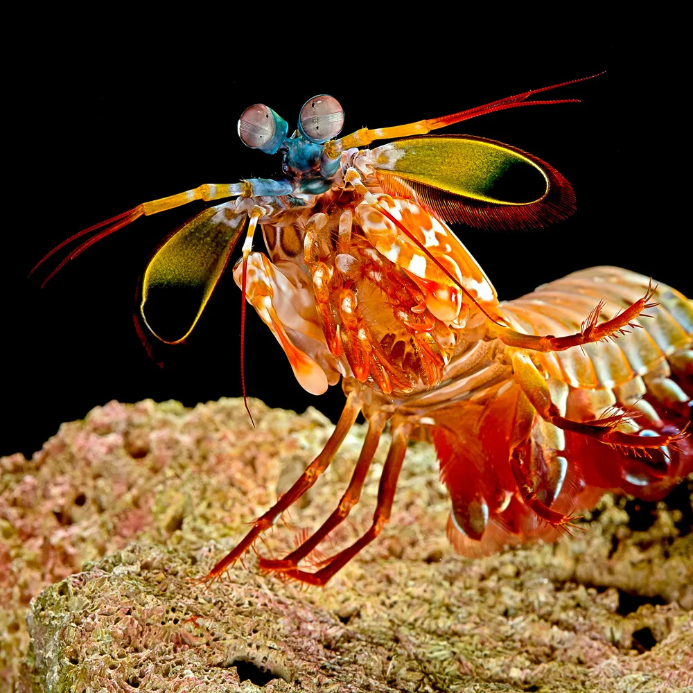 Colorful mantis shrimp with orange body and blue eyes on sandy seafloor against black background