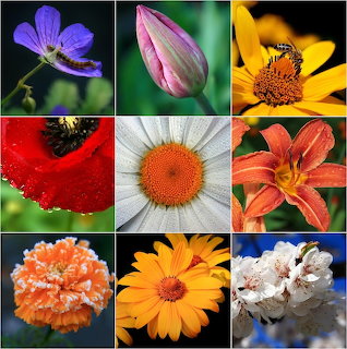 Nine-panel collage of colorful flower close-ups including daisies, tulip, poppy, lily, and geranium against varied backgrounds
