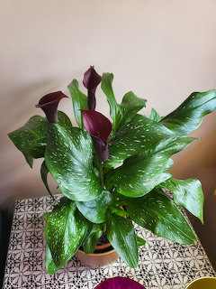 Potted calla lily with green speckled leaves and dark purple flowers on a patterned table